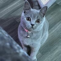britishshorthair.gr