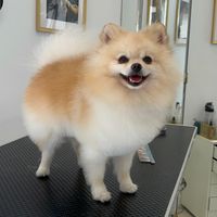 gru_thepom