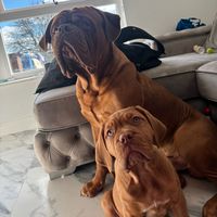 hulkthebordeaux