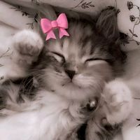 lyrics.kittens
