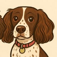 hattie_the_springer