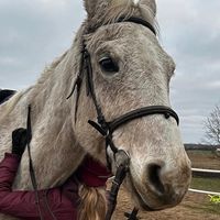 kht_horse38
