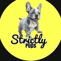 yorkiepuppiesforsale00