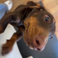 lieselthedachshund
