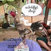 soe.yan.aung35