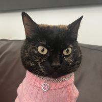 ashleythesillycat
