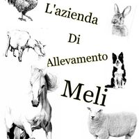 allevamento_meli.1
