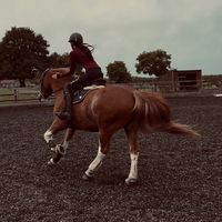equine.elz