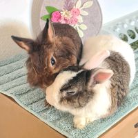 celine.bruce.bunnytales
