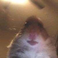 πρωτότυπος ήχος