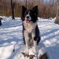 thecrazydogoo
