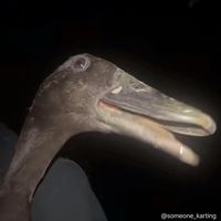 floebu
