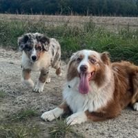 snow.australiansheperd