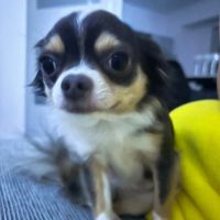 ilovemydog081