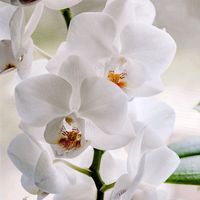 orchideana0