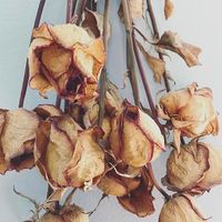 sannamm92
