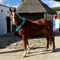 ferrarieladmv