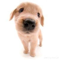 .cuttie.patootie
