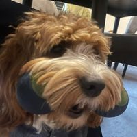 gamerdog10