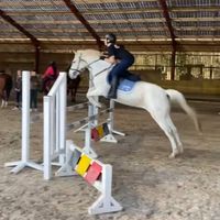 poney._.0503