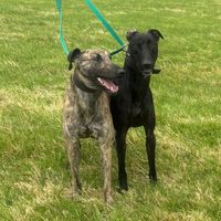 unknowndogs15