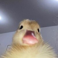 iamfr_a