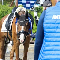 original sound - meaklemolq