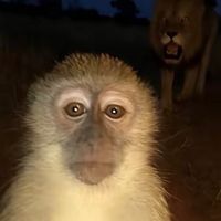 gorilla__gang0