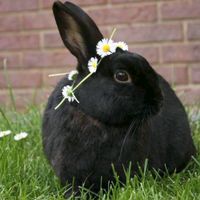 vicyundlena2_.kaninchen