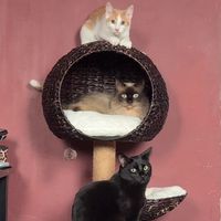 omdkitties