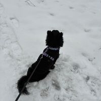 michael_dog_life
