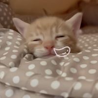 soraya_281