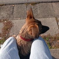 doggy_ivy