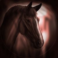 donnerhalldressage