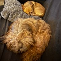 boulesdepoils3
