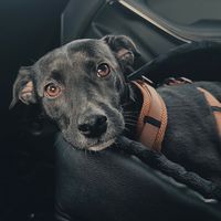 mila.the.rescue.dog