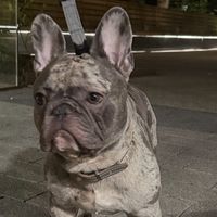 lulubelle_blue