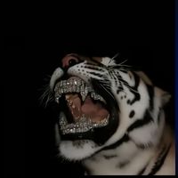 lucas_andrei123