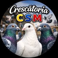 _cosmin_paliciuc