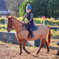 adventure.of.a.gingernut