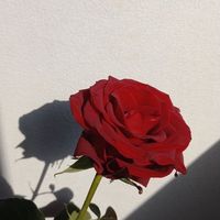 suono originale