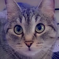 lamante.dei.gatti