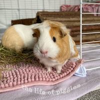 thelifeof_piggies