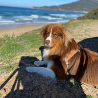 reeftheaussie