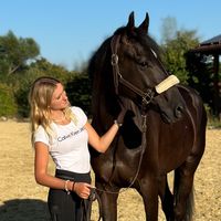dressage_zimt.stern