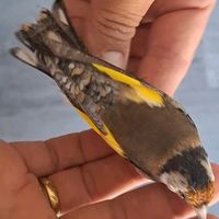 jilgueros_carduelis