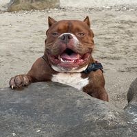 ice.american.bully