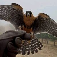 hussain7860002