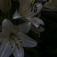 helena071020