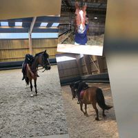 surprise.chevaux